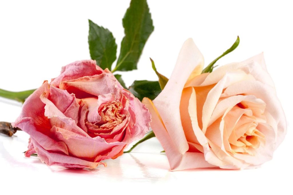 M/بهترین دکتر تزریق فیلر و چربی به واژن